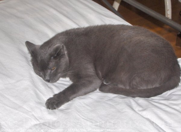 Photo de Chartreux