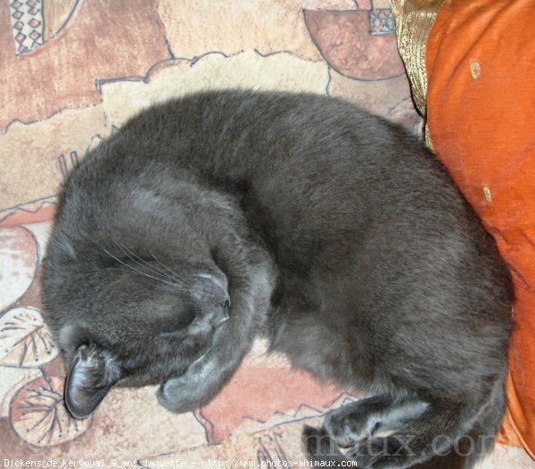 Photo de Chartreux