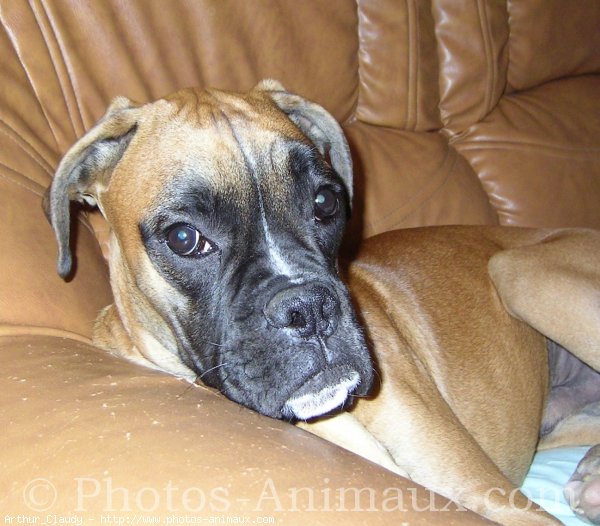 Photo de Boxer