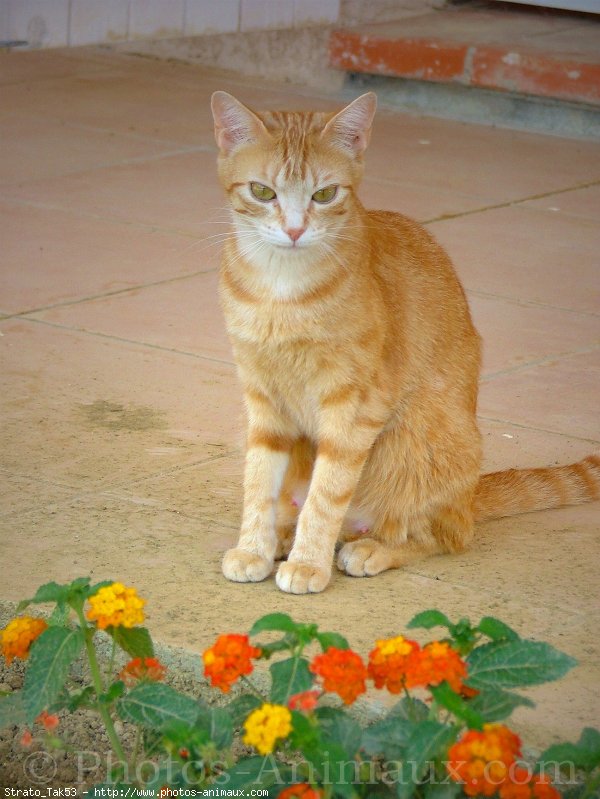 Photo de Chat domestique