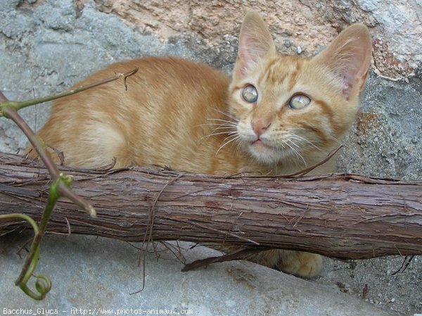 Photo de Chat domestique