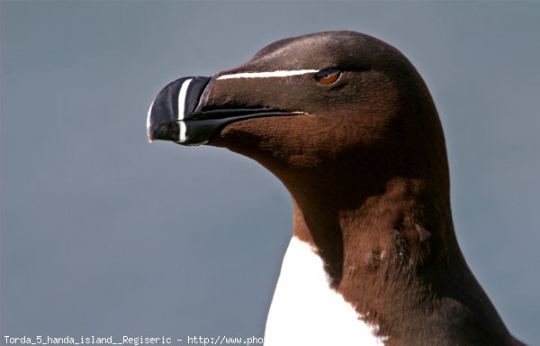 Photo de Petit pingouin