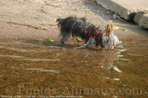 Photo de Yorkshire terrier