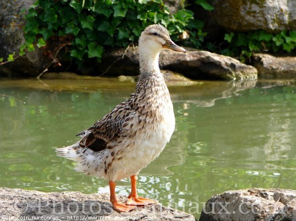 Photo de Canard