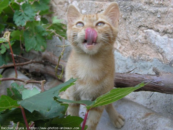 Photo de Chat domestique