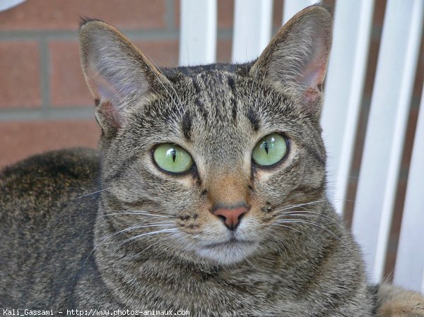 Photo d'Ocicat