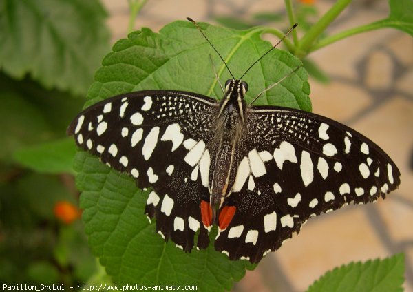 Photo de Papillon