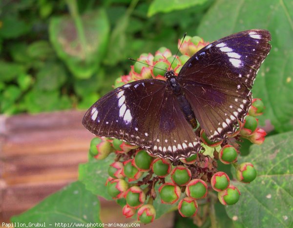 Photo de Papillon