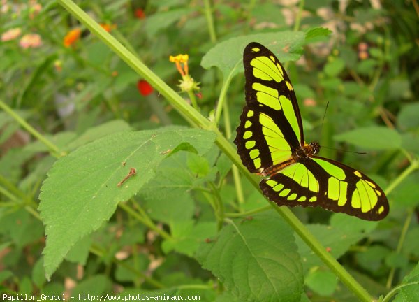 Photo de Papillon