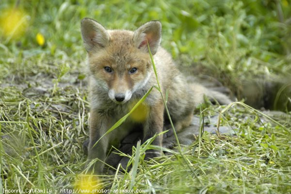 Photo de Renard