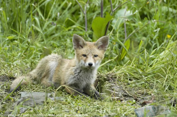 Photo de Renard