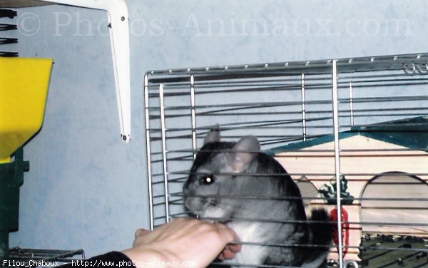 Photo de Chinchilla