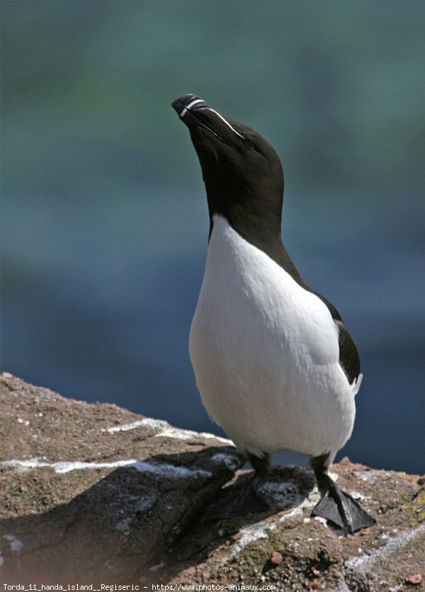 Photo de Petit pingouin