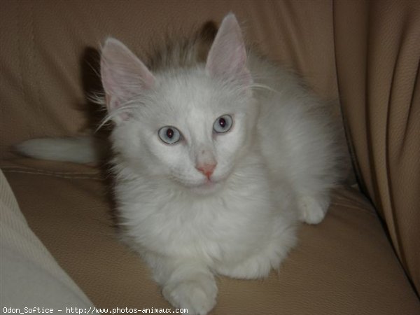 Photo d'Angora turc