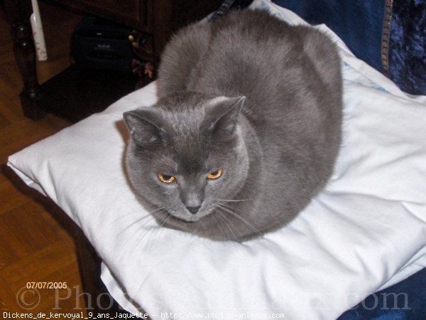 Photo de Chartreux