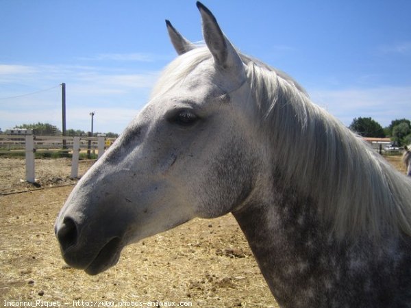 Photo de Camargue