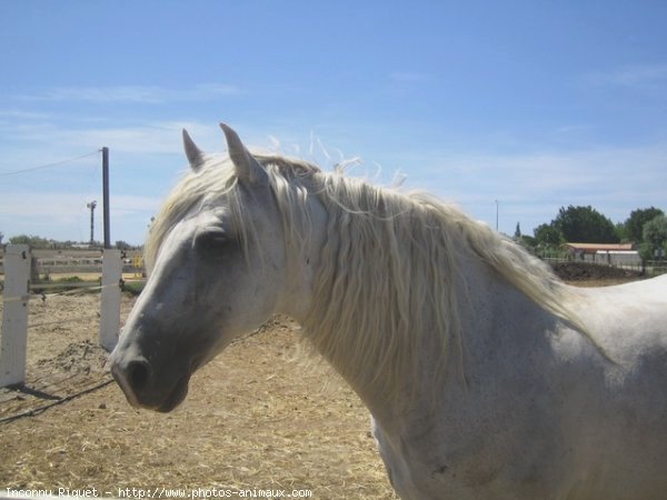 Photo de Camargue