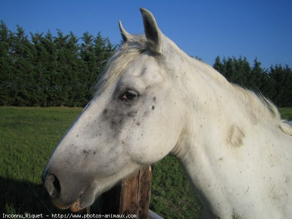 Photo de Camargue