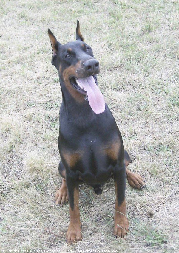 Photo de Dobermann