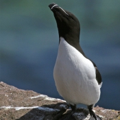 Photo de Petit pingouin