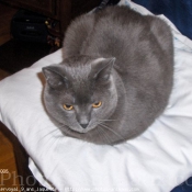 Photo de Chartreux