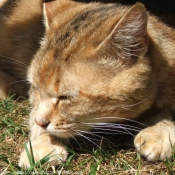 Photo de Chat domestique