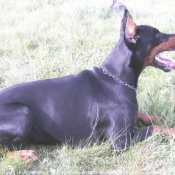 Photo de Dobermann