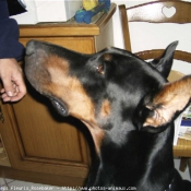 Photo de Dobermann