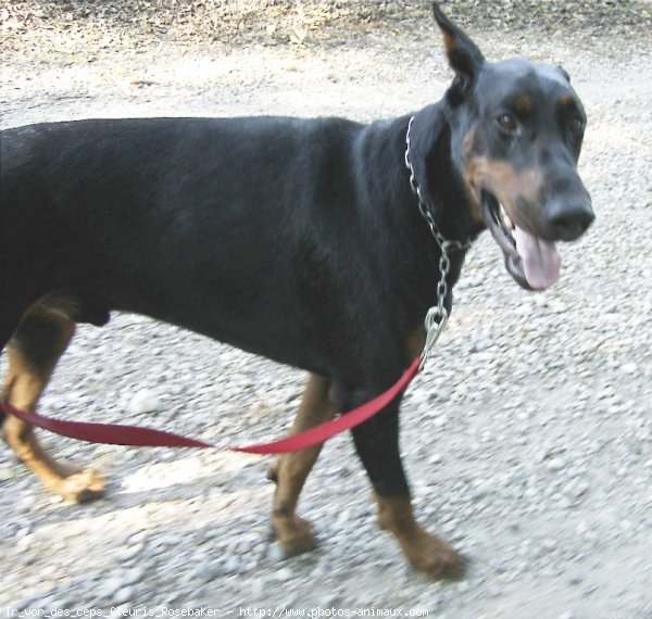 Photo de Dobermann