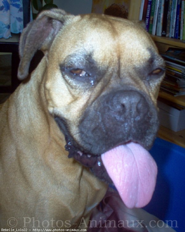 Photo de Boxer