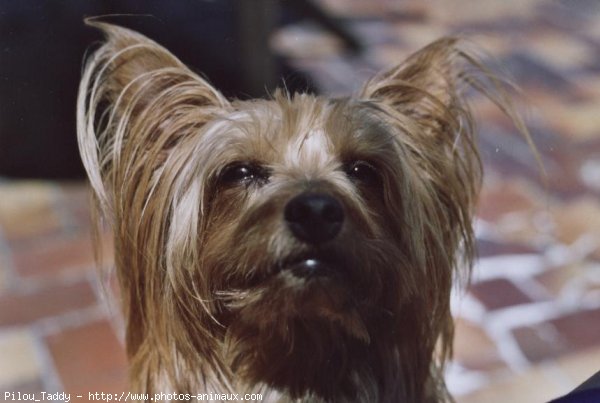 Photo de Yorkshire terrier