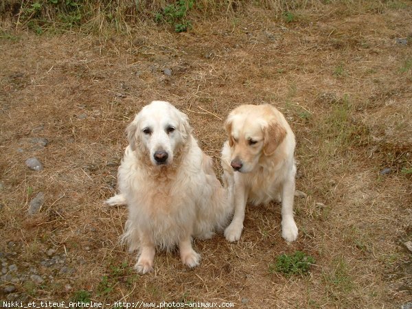 Photo de Golden retriever