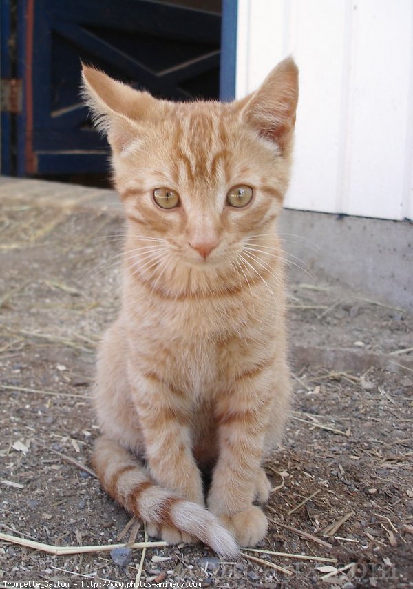 Photo de Chat domestique