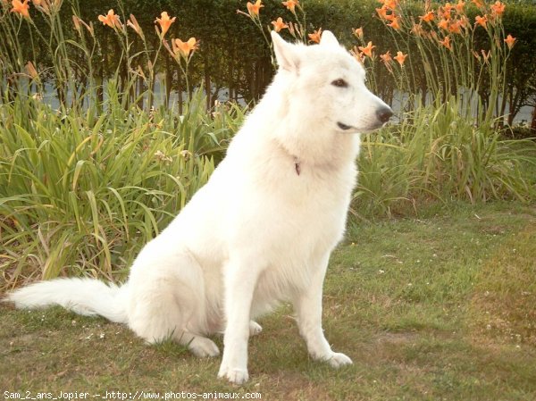 Photo de Berger blanc suisse