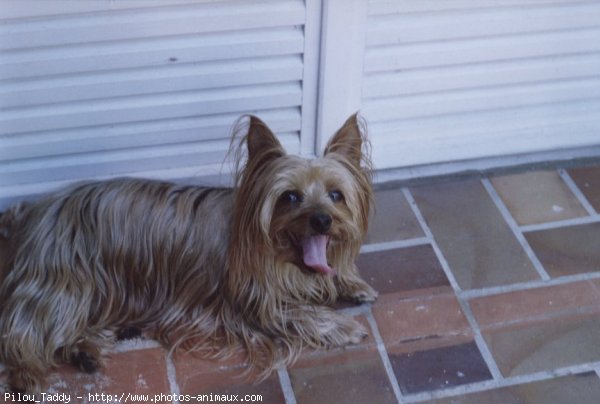 Photo de Yorkshire terrier