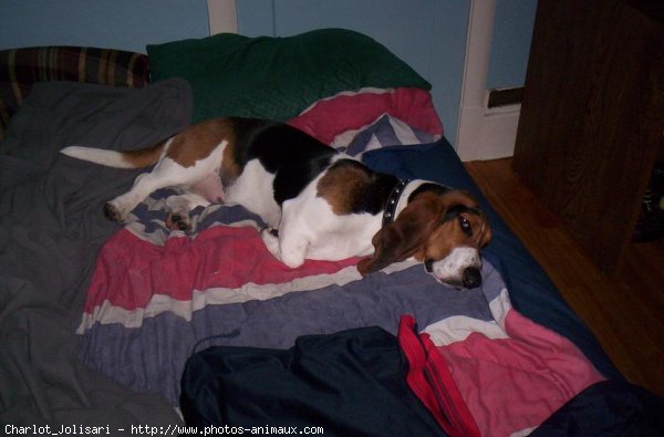 Photo de Basset hound