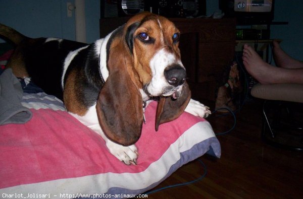 Photo de Basset hound