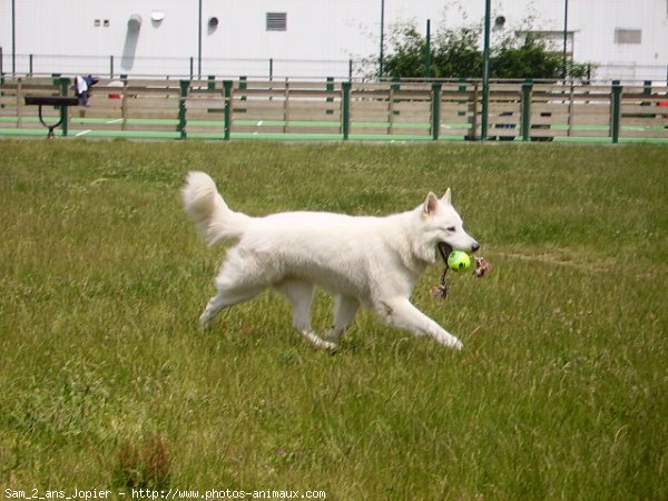 Photo de Berger blanc suisse