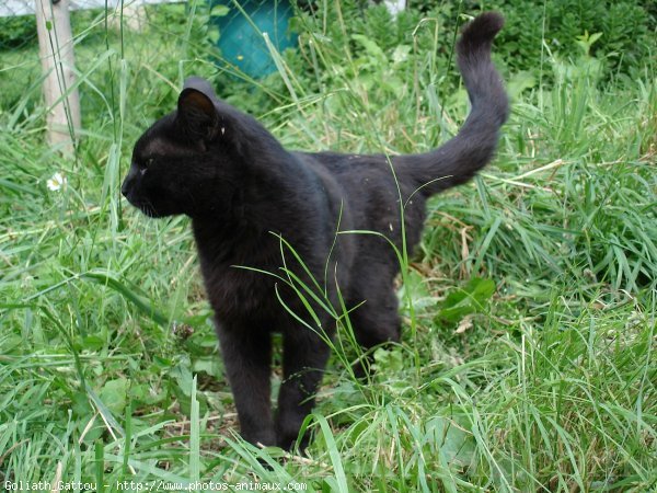 Photo de Chat domestique