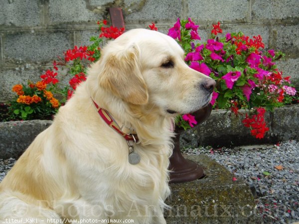 Photo de Golden retriever