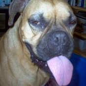 Photo de Boxer