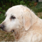 Photo de Golden retriever