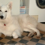 Photo de Berger blanc suisse