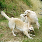 Photo de Golden retriever