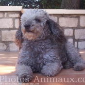 Photo de Caniche moyen