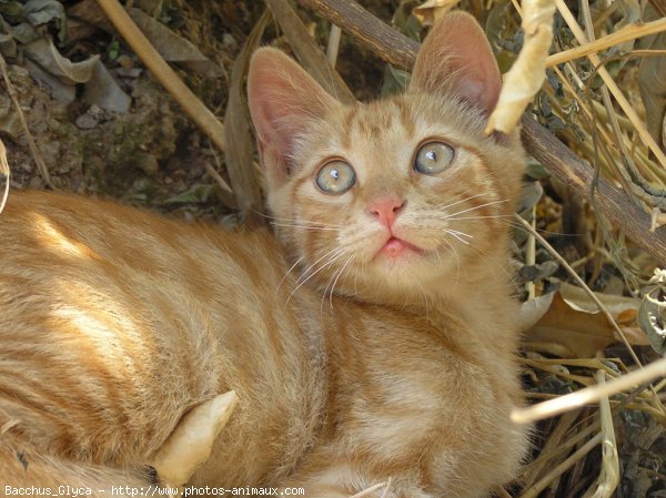 Photo de Chat domestique