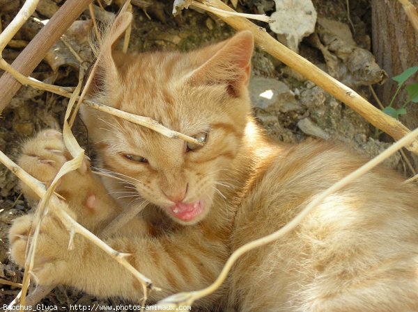 Photo de Chat domestique