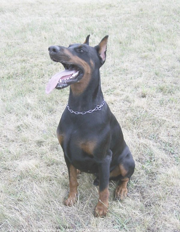 Photo de Dobermann