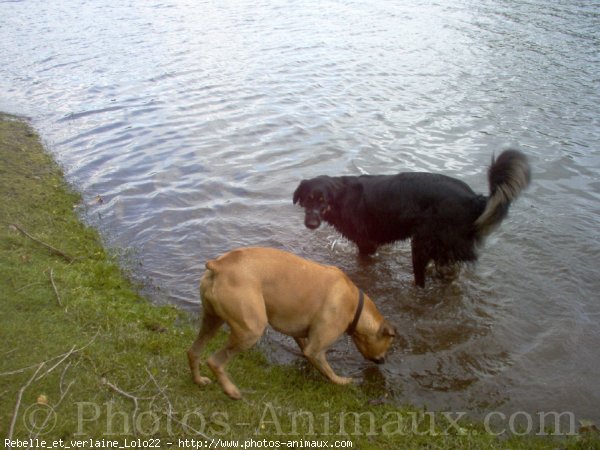 Photo de Boxer