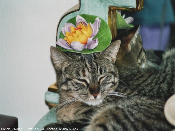 Photo de Chat domestique